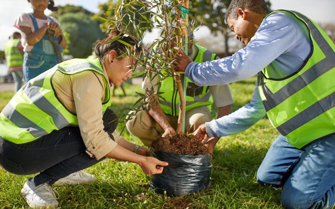 Sync Service-Tree Planting Project with Wildlands Conservancy