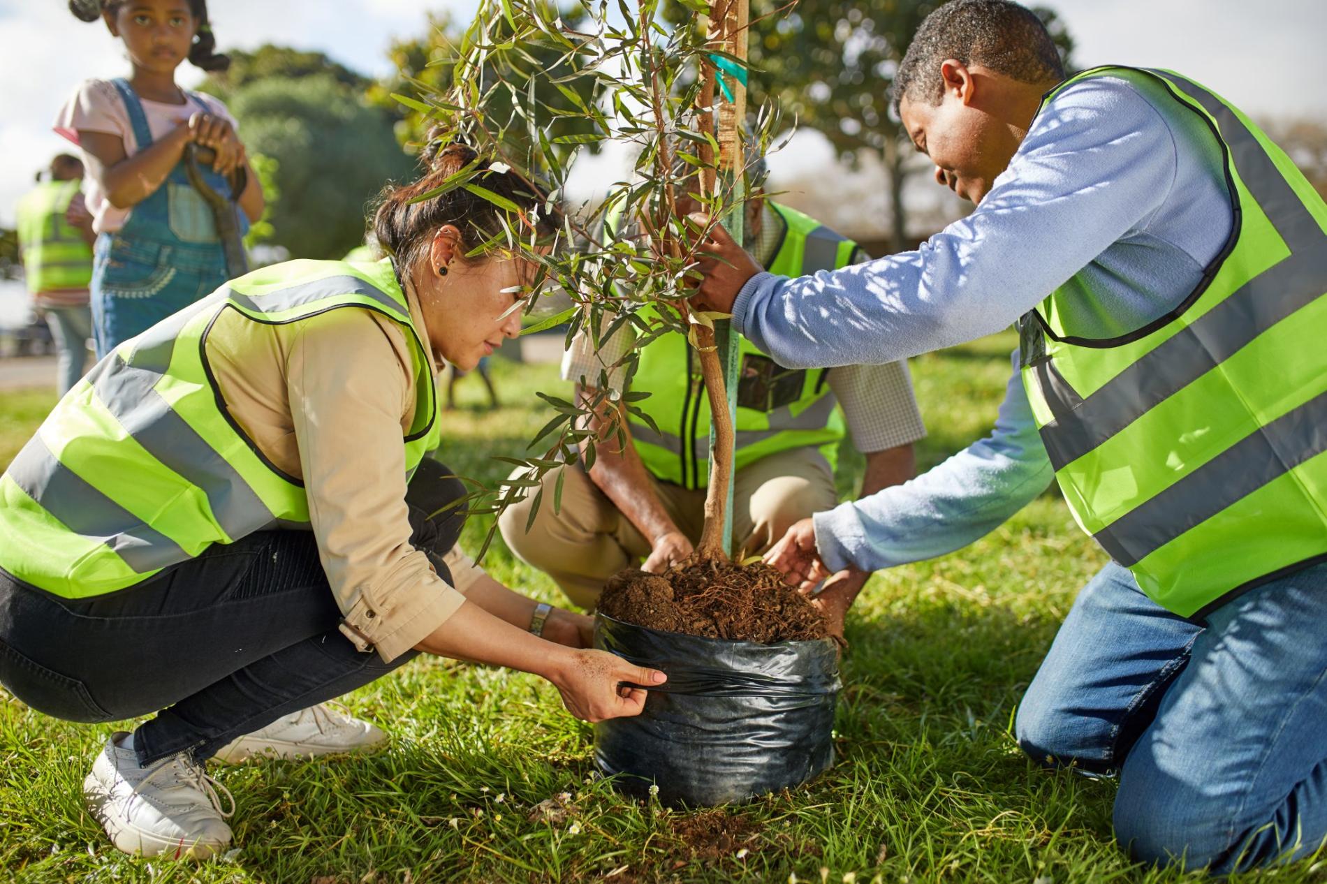 Sync Service Tree Planting Project Sync Recovery Community