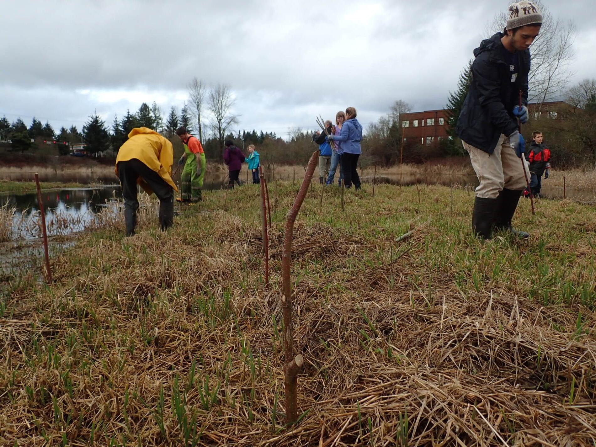 MCWA Tree Planting