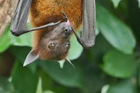 Appalachian Bat Count
