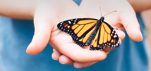 Connecticut's Beardsley Zoo - MonarchWatch is a Citizen Science program  which involves volunteers to tag and record Monarch Butterflies. Your  contribution will help scientists collect very valuable data to study the  population