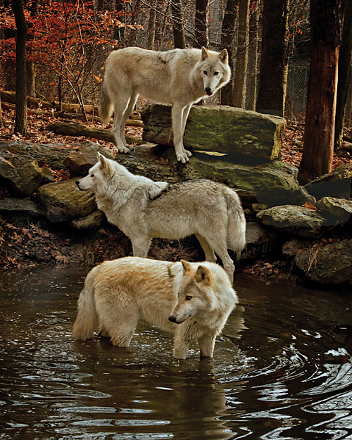 Wolf Watch at the Lakota Wolf Preserve-Waiting List