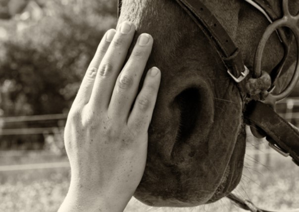 Equine Therapy w/Special Equestrians – BCOSF