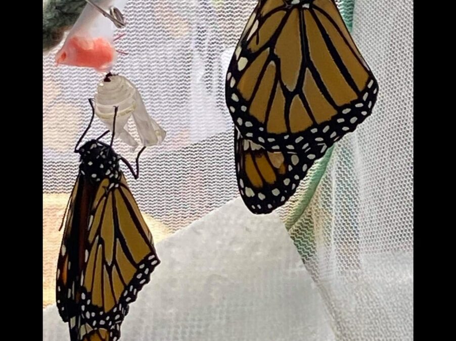 Bear Mountain Butterflies